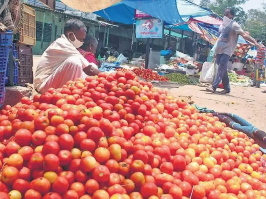 Indore: Bumper arrival of tomatoes in Indore's mandis, getting price of Rs 2 per kg