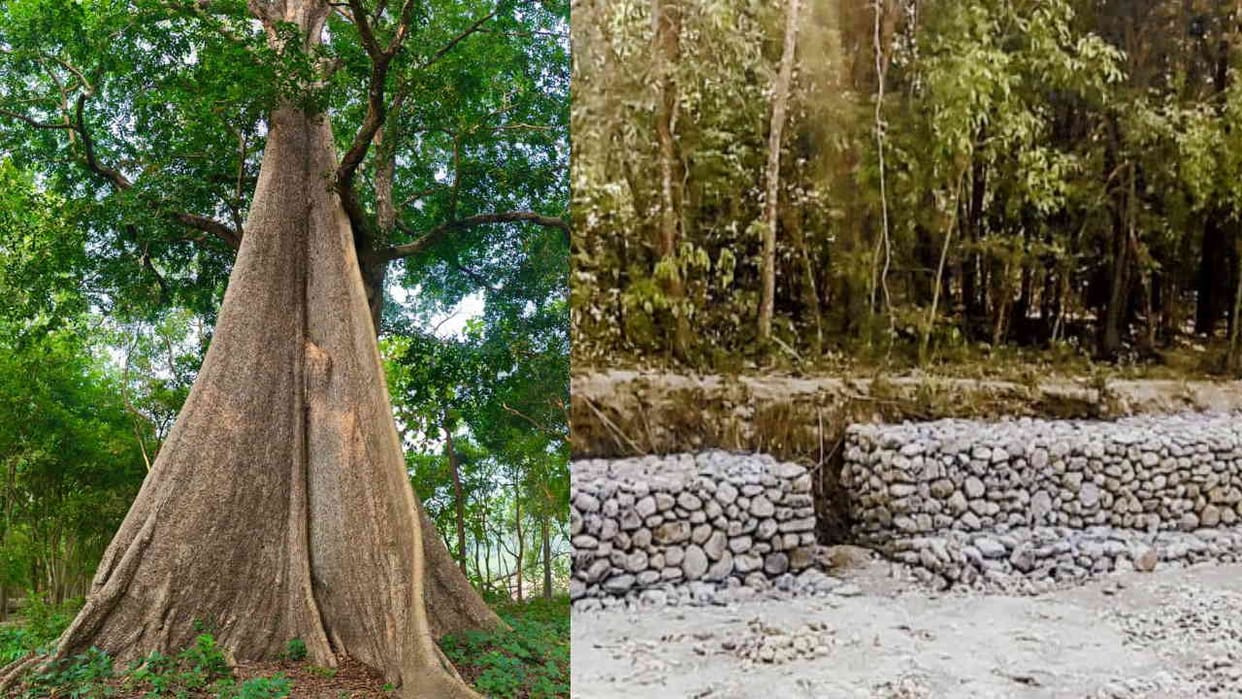 Semal tree is in danger in Nandhaur Wildlife Sanctuary Dehradun Uttarakhand News in hindi