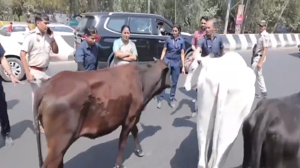 Municipal Corporation will speed up the process of removing stray animals from the streets of Delhi
