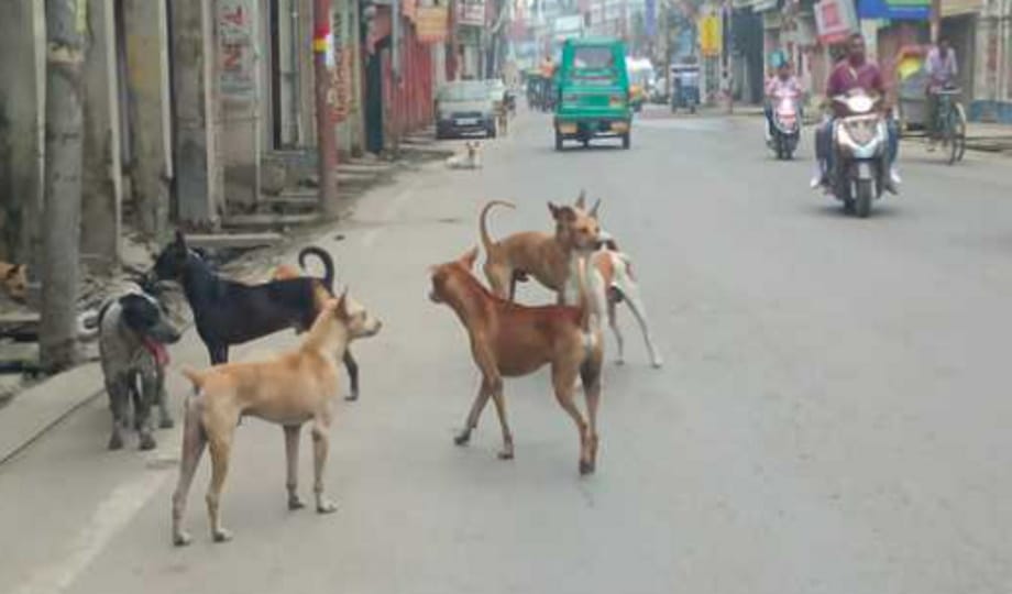 Stray dogs kill elderly woman in Roorkee two others injured