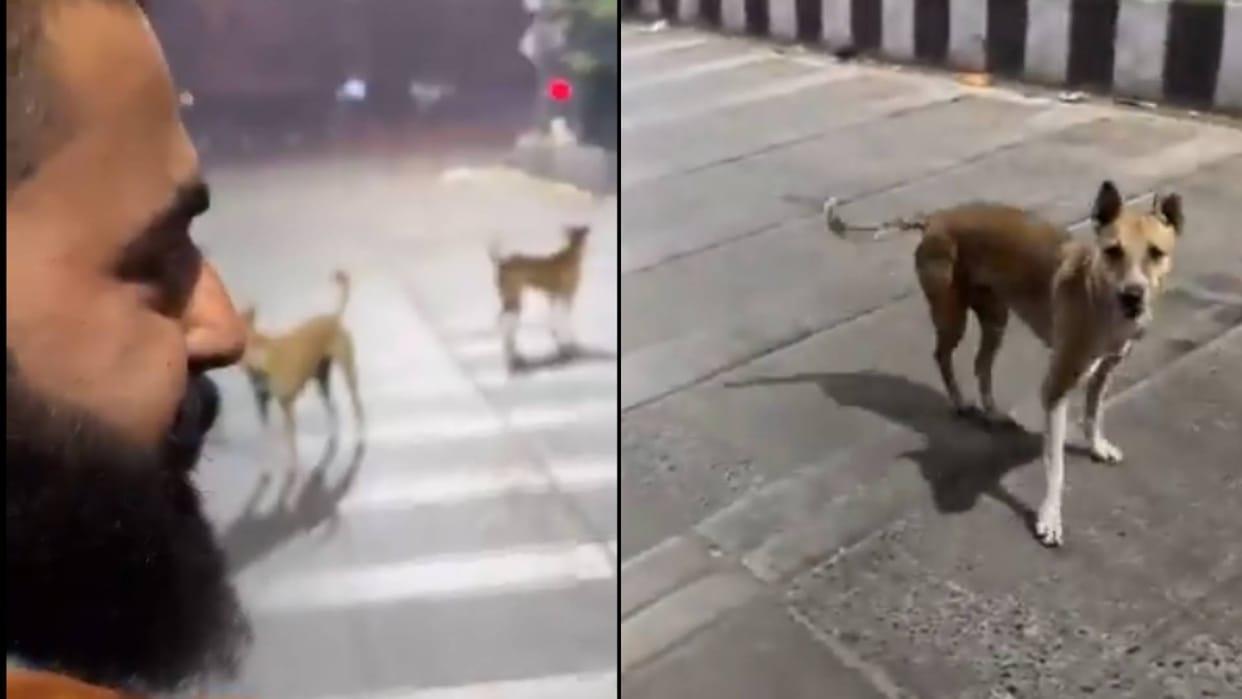 To save himself from stray dogs scooter rider used this trick Video goes viral on Internet