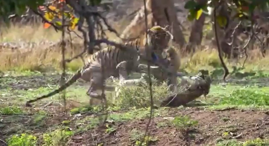 Territorial fights between tigers are increasing in Ranthambore