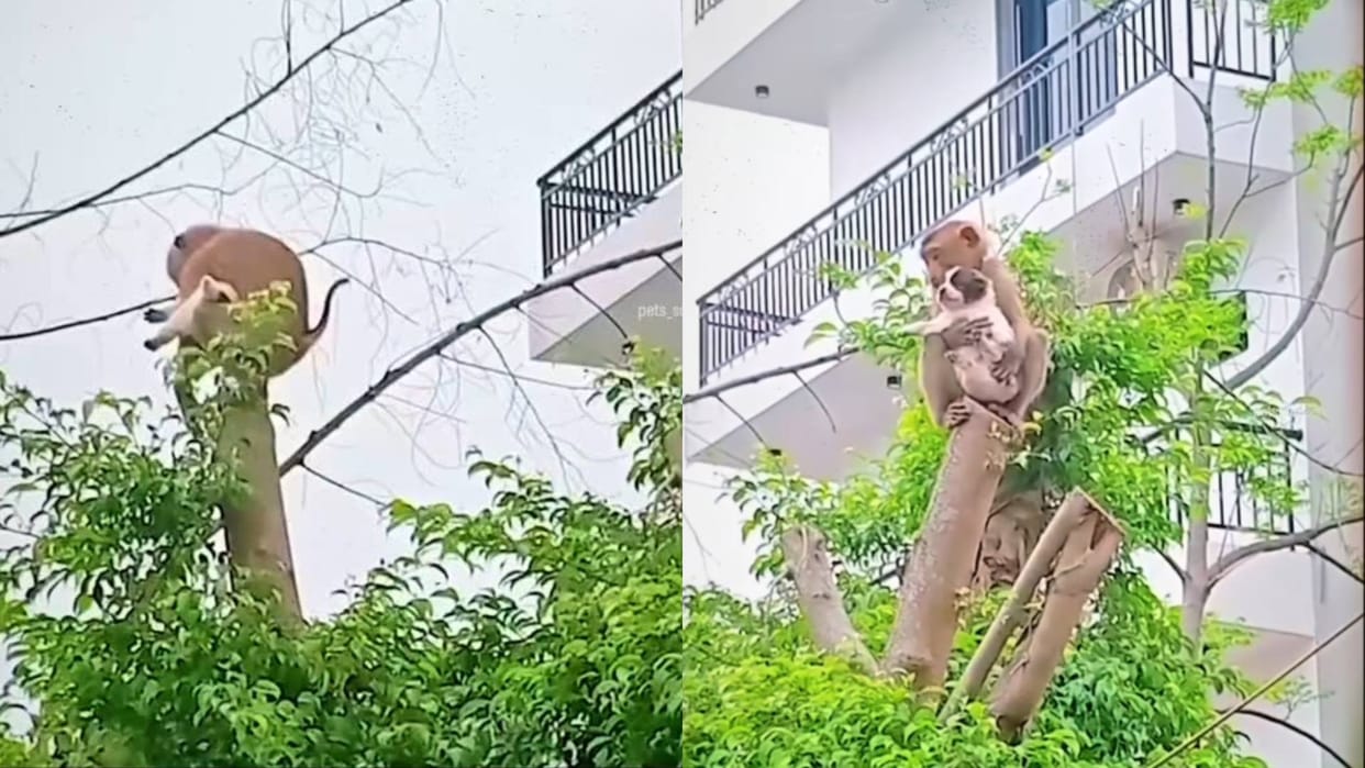 Monkey saved the life of a small puppy became a hero after taking it down from the tree Video goes viral