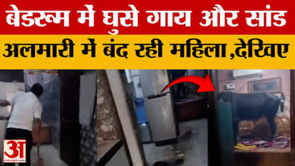 Faridabad News: Cow and bull entered the house, woman locked herself in the cupboard to save herself