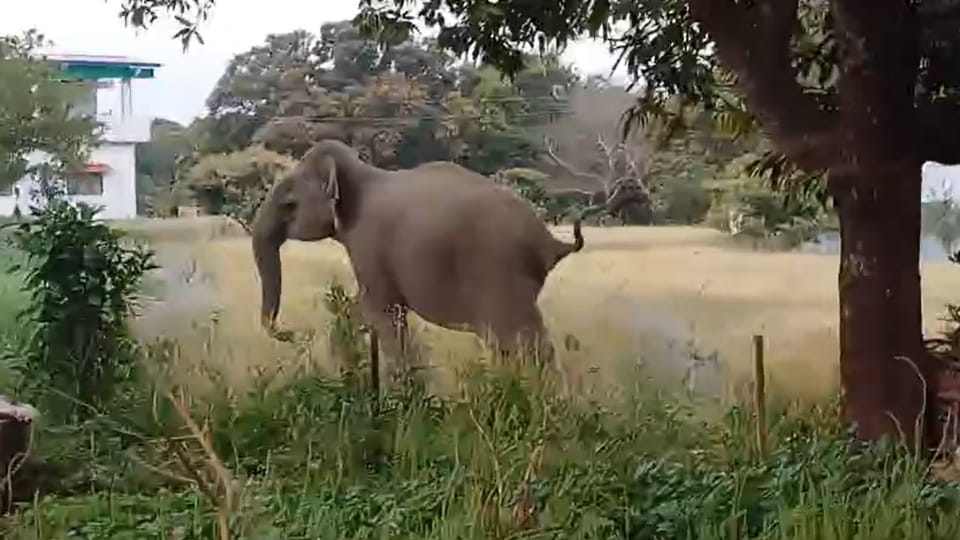 Udham Singh Nagar News Elephant crushed an old watchman to dead body found Near hut