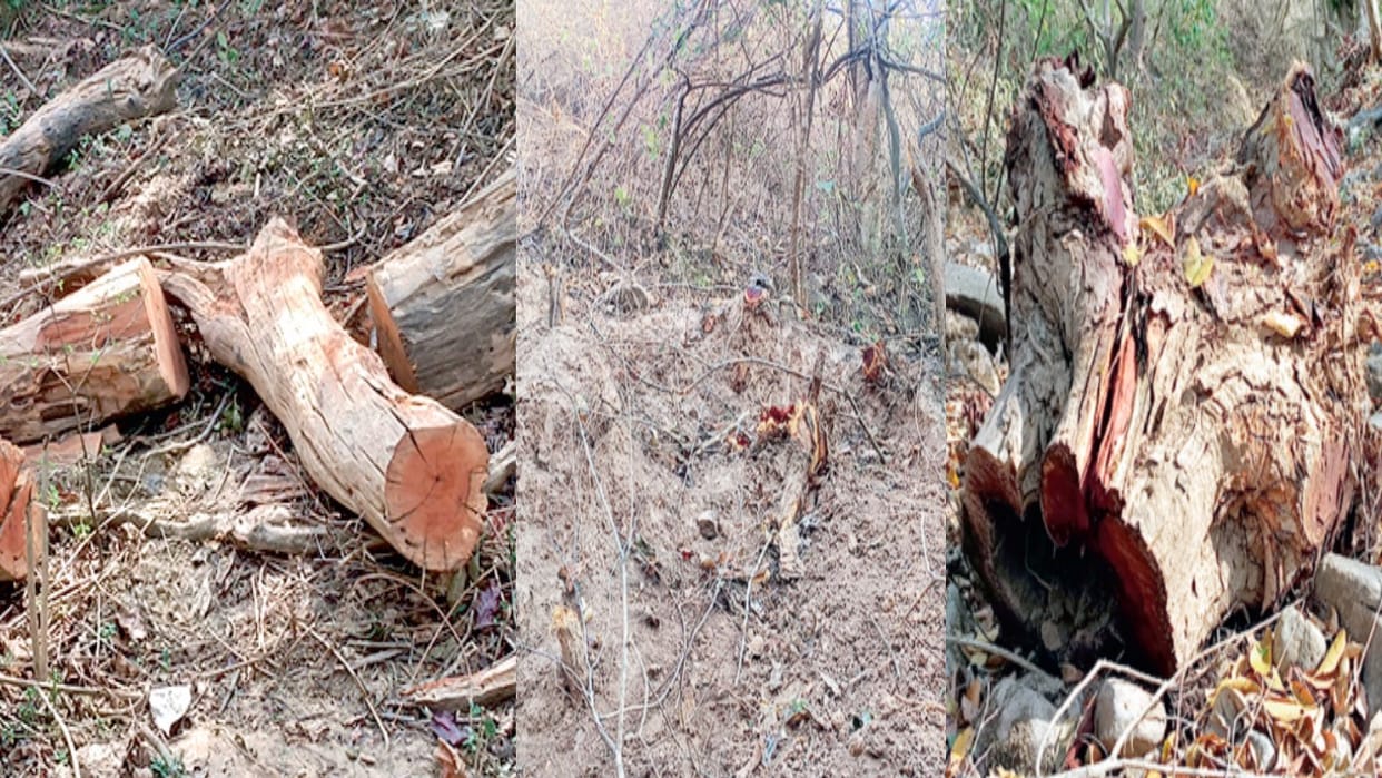 Illegal khair felling in Trilokpur forest, 5000 trees cut, even the roots uprooted