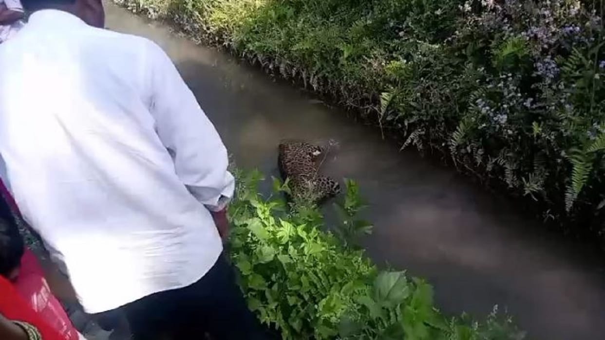 leopard d found dead in canal in pilibhit