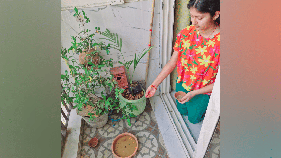 Arrangements are being made to provide food and water to birds in Noida