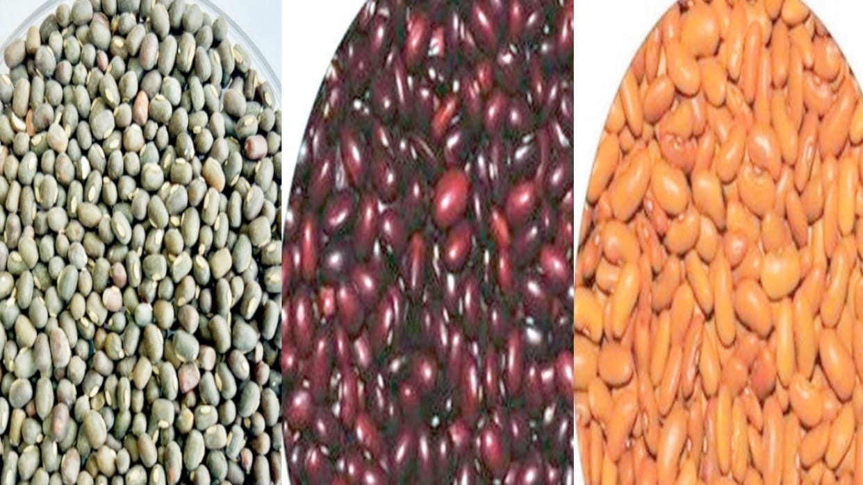 Agriculture: Chamba mash, Barot's red kidney beans will strengthen the economy