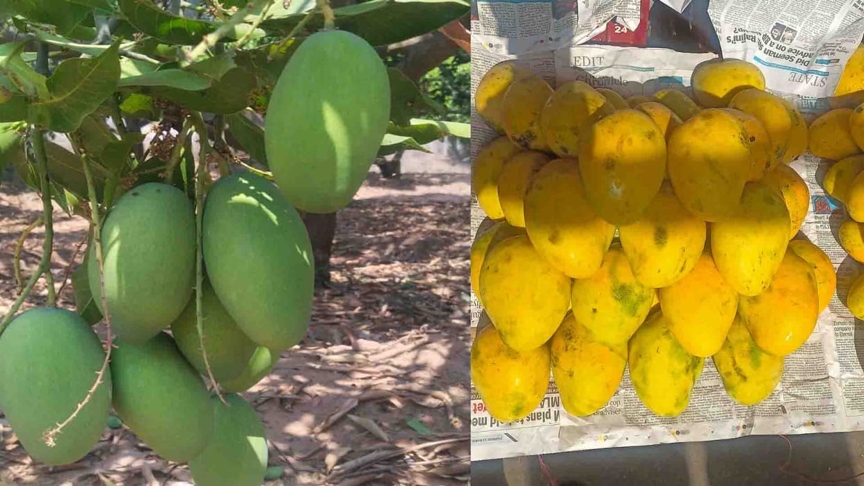 Kanpur: Badami-Totapuri arrived in the market, this time the mango market will be special