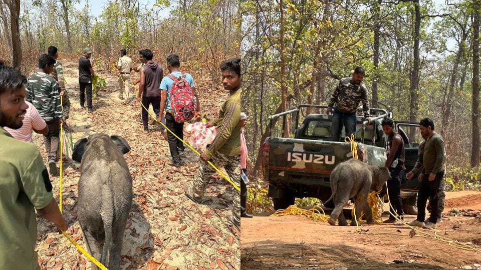 An elephant cub got separated from the herd and fell into a pit
