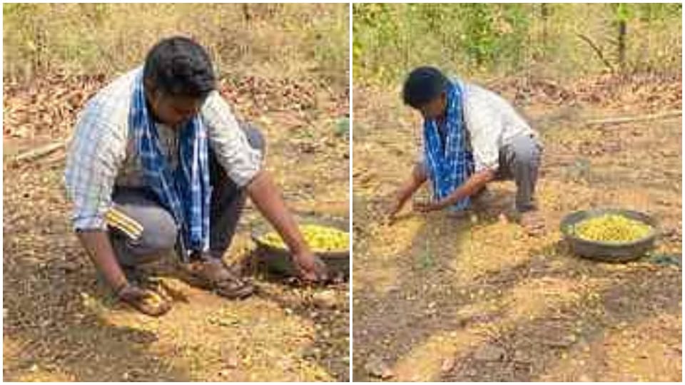 When the MLA became a "farmer," Nilesh Uikey was seen picking mahua in the fields!