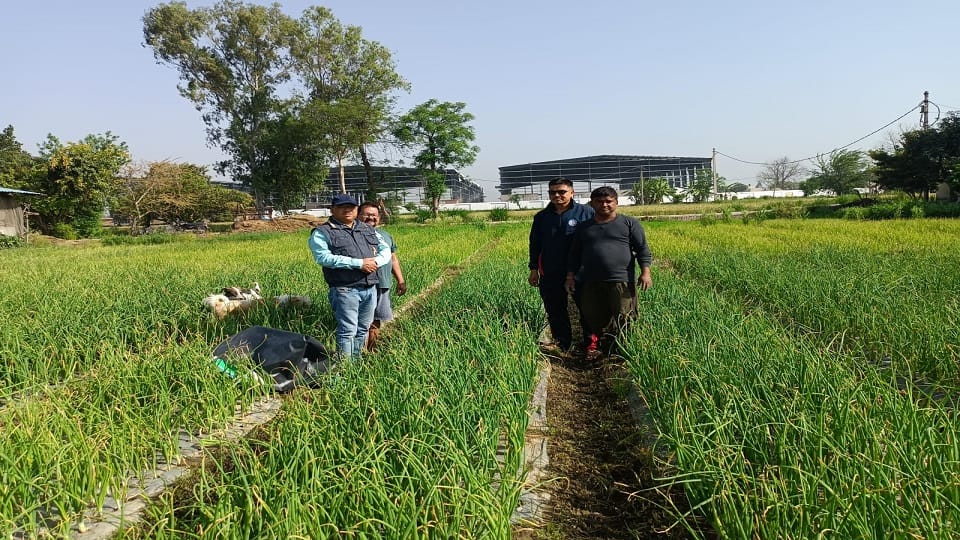 Pre-hole plastic mulching paper will increase the yield by 30-35 percent in kashipur