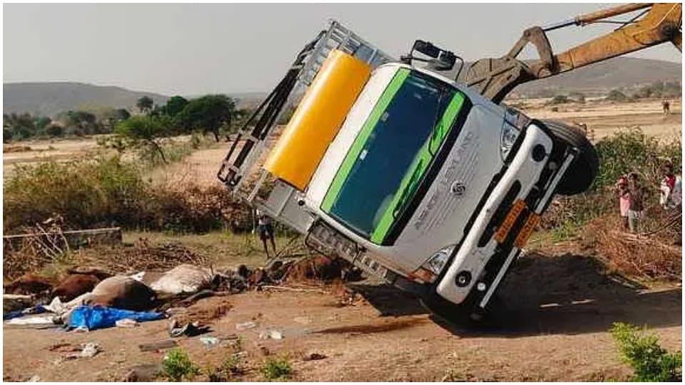 28 animals died as a truck full of cattle overturned: smuggler absconded