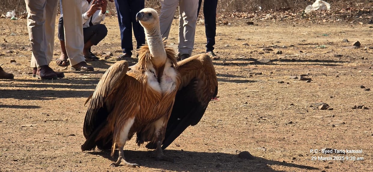 MP News: Eurasian Vulture released in Sarar Beat of Raisen Forest Division