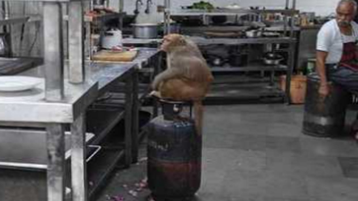 Monkey creates havoc in tourist bungalow, destroys food and breaks plates