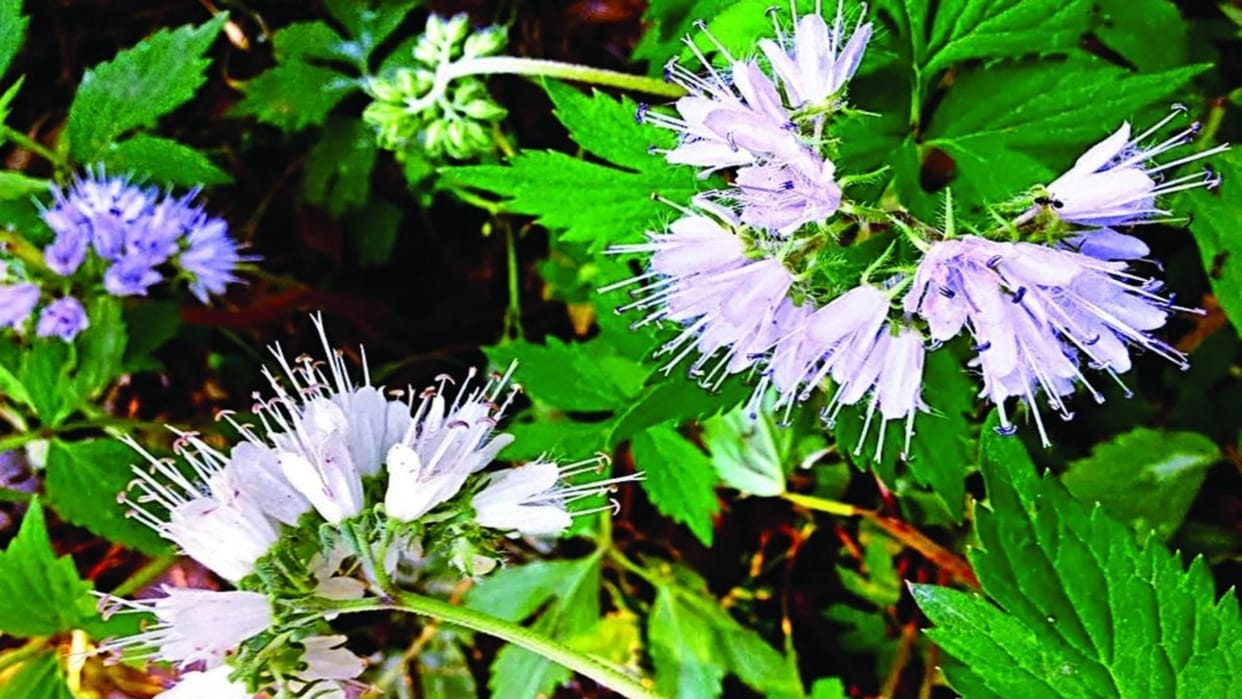 wildflower colors reveal climate change nasa says new tech useful for farming