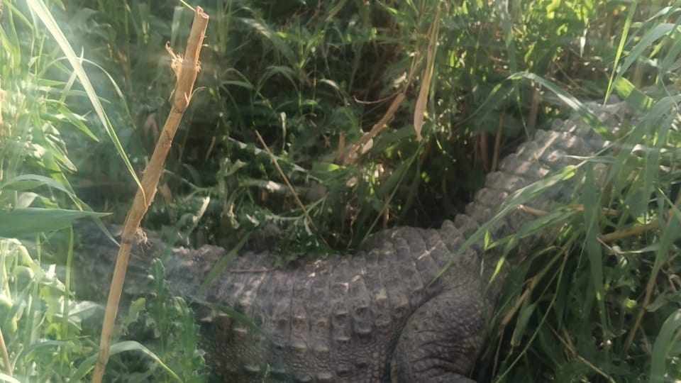 Crocodile found in Barauta Upper Ganga Canal