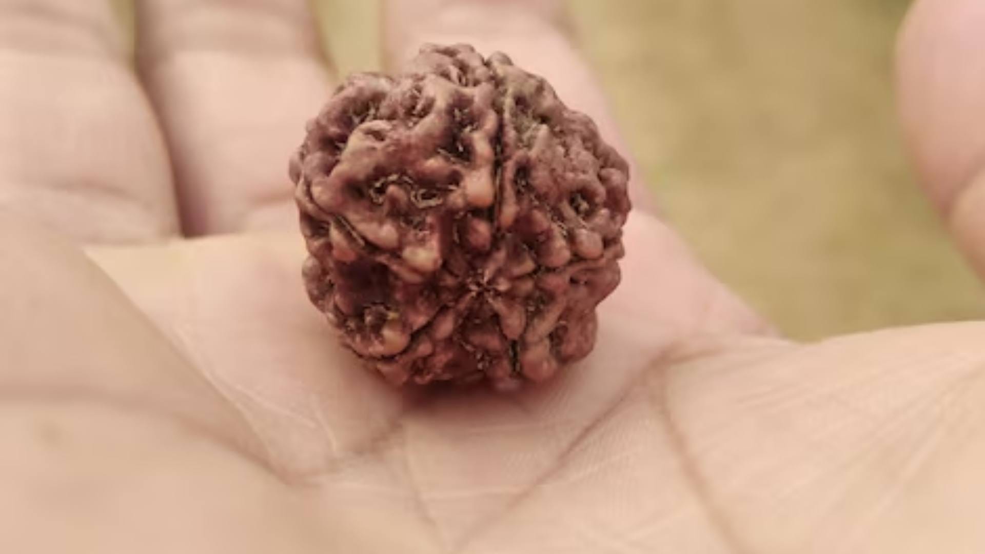 Chaitra Navratri 2025 When and how to wear Rudraksha on the holy day of Chaitra Navratri Know here disprj