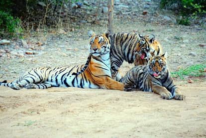 Rajasthan to launch 7 prey base augmentation centres to reduce human–wildlife conflict