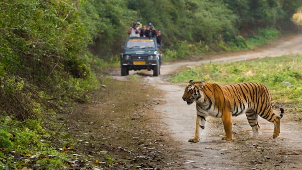 International Tiger Day Best Places to spot tigers in India Check locations details Bharat ke Bagh Abhayaranya