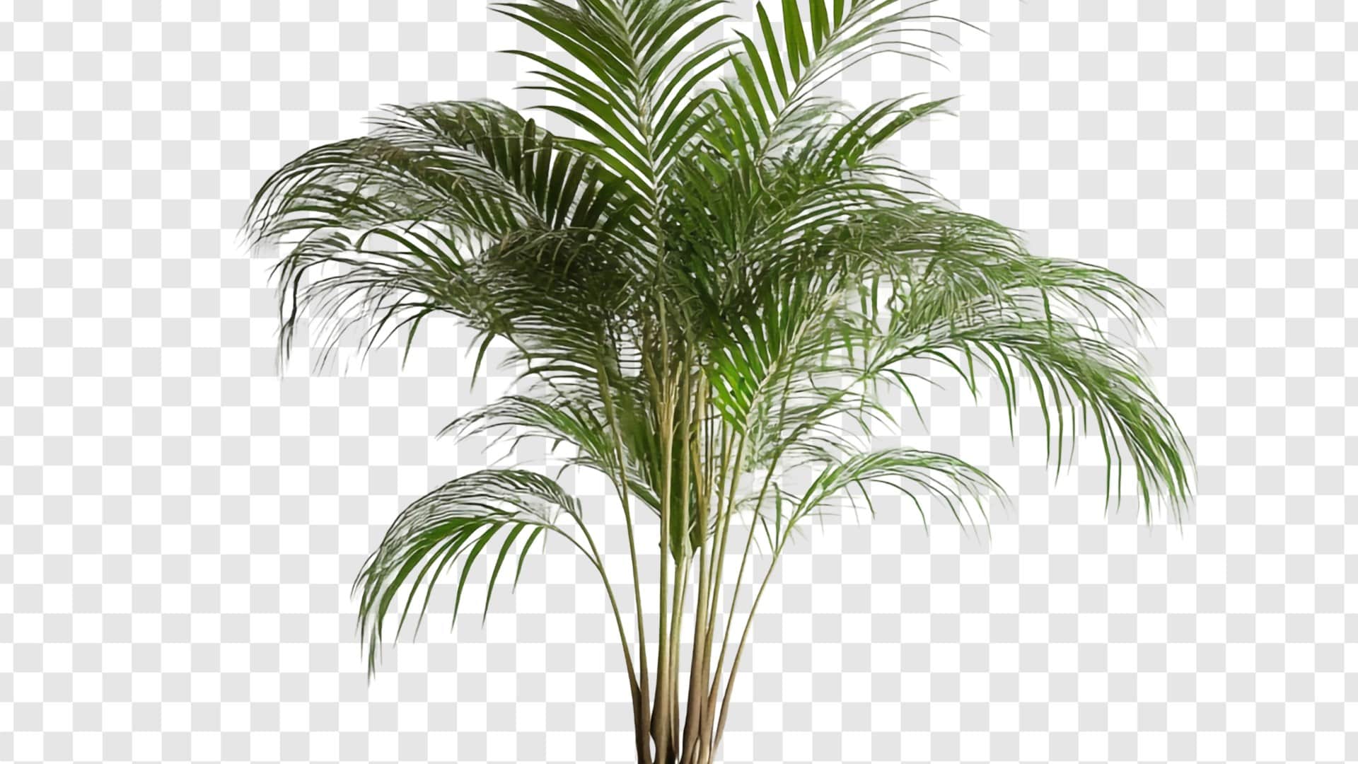 These plants will keep the house cool even in extreme heat aloevera money plant disprj