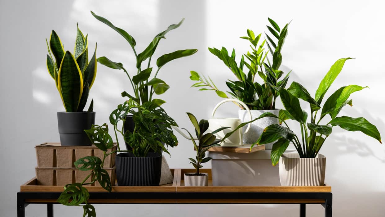 These plants will keep the house cool even in extreme heat aloevera money plant disprj