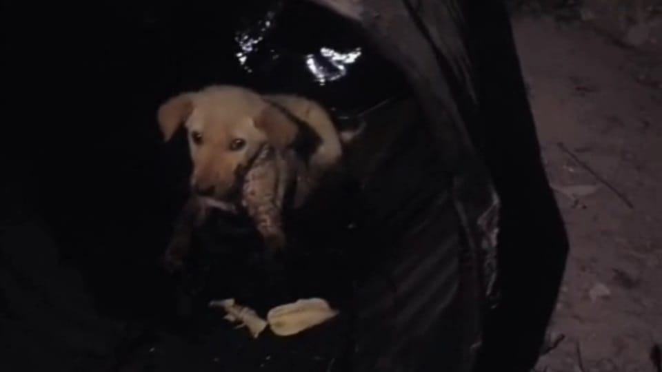 Puppy stuck in tar drum in Tohana Dial 112 team saved life