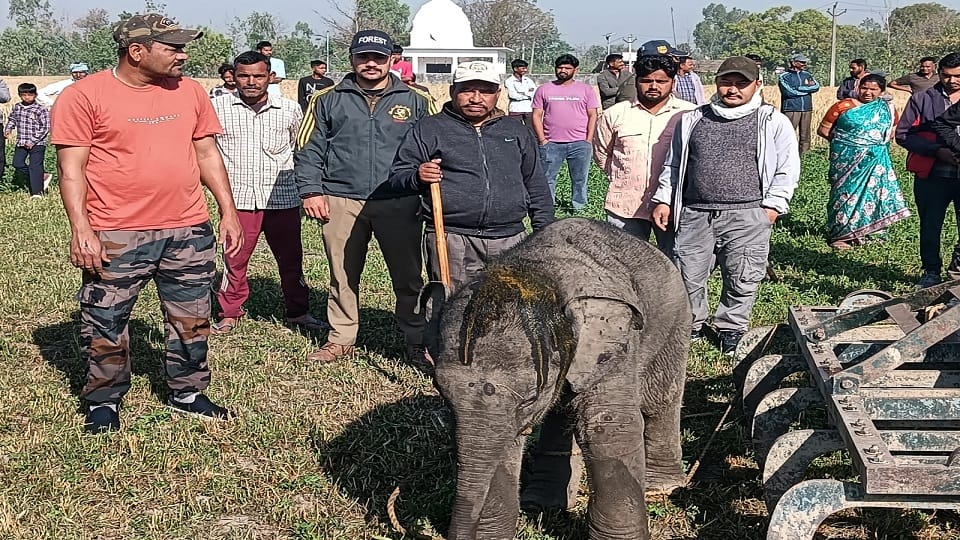 Baby elephant strays from forest and reaches village in bazpur