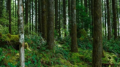 Union Environment Ministry report forest area encroached in 25 states UTs MP and Assam worst affected