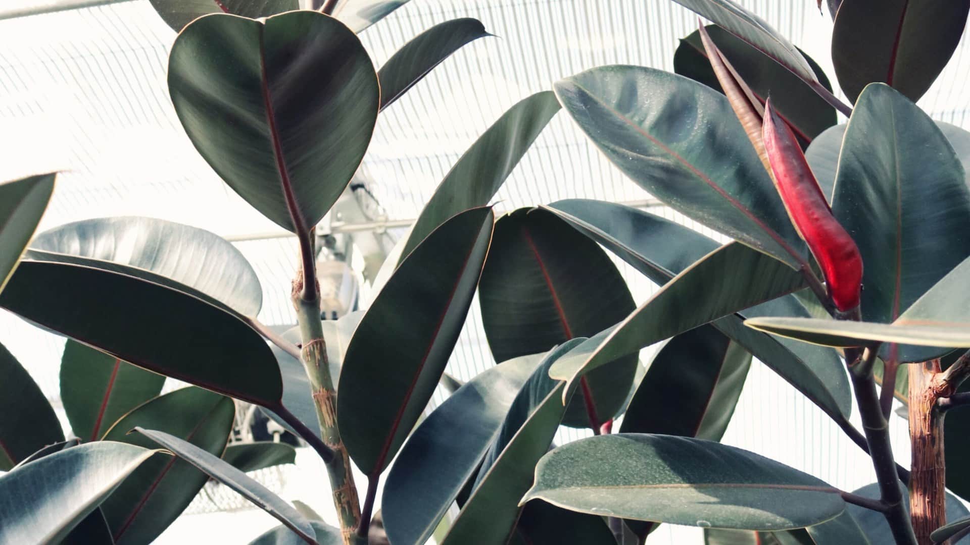 These plants will keep the house cool even in extreme heat aloevera money plant disprj
