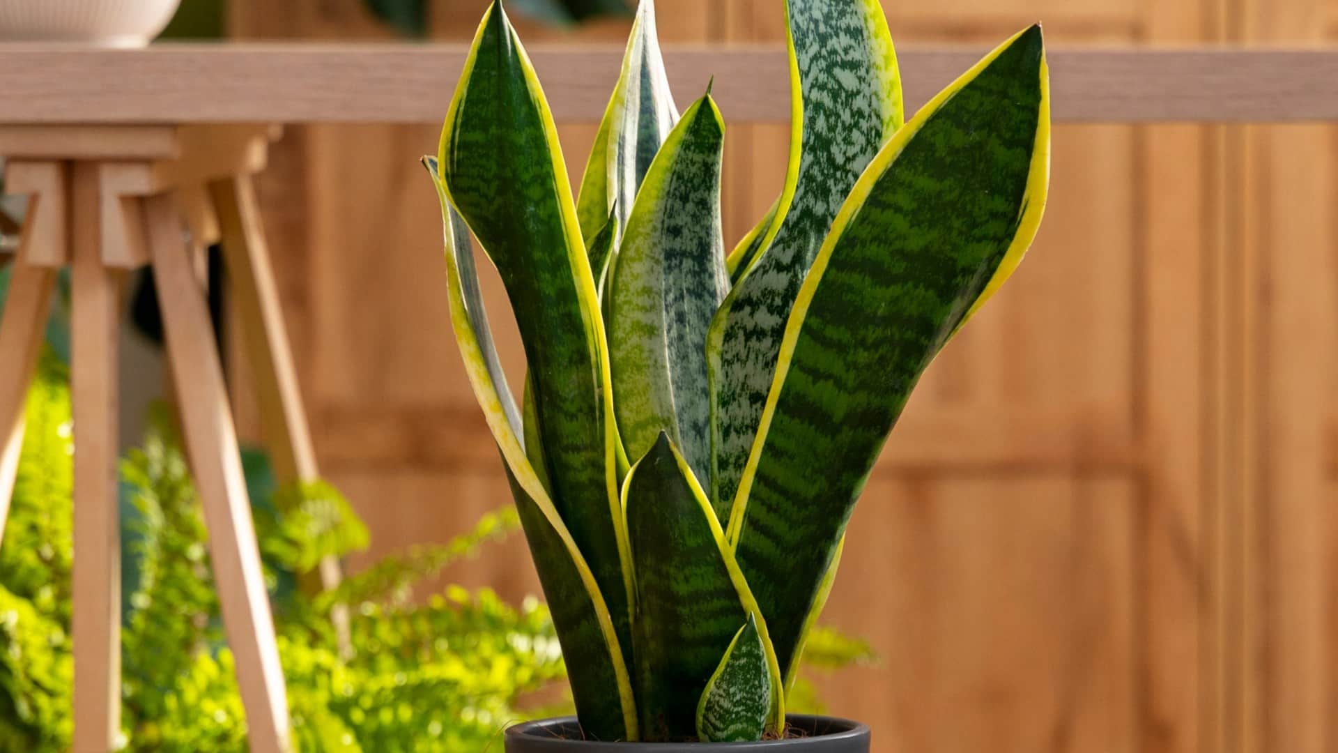 These plants will keep the house cool even in extreme heat aloevera money plant disprj