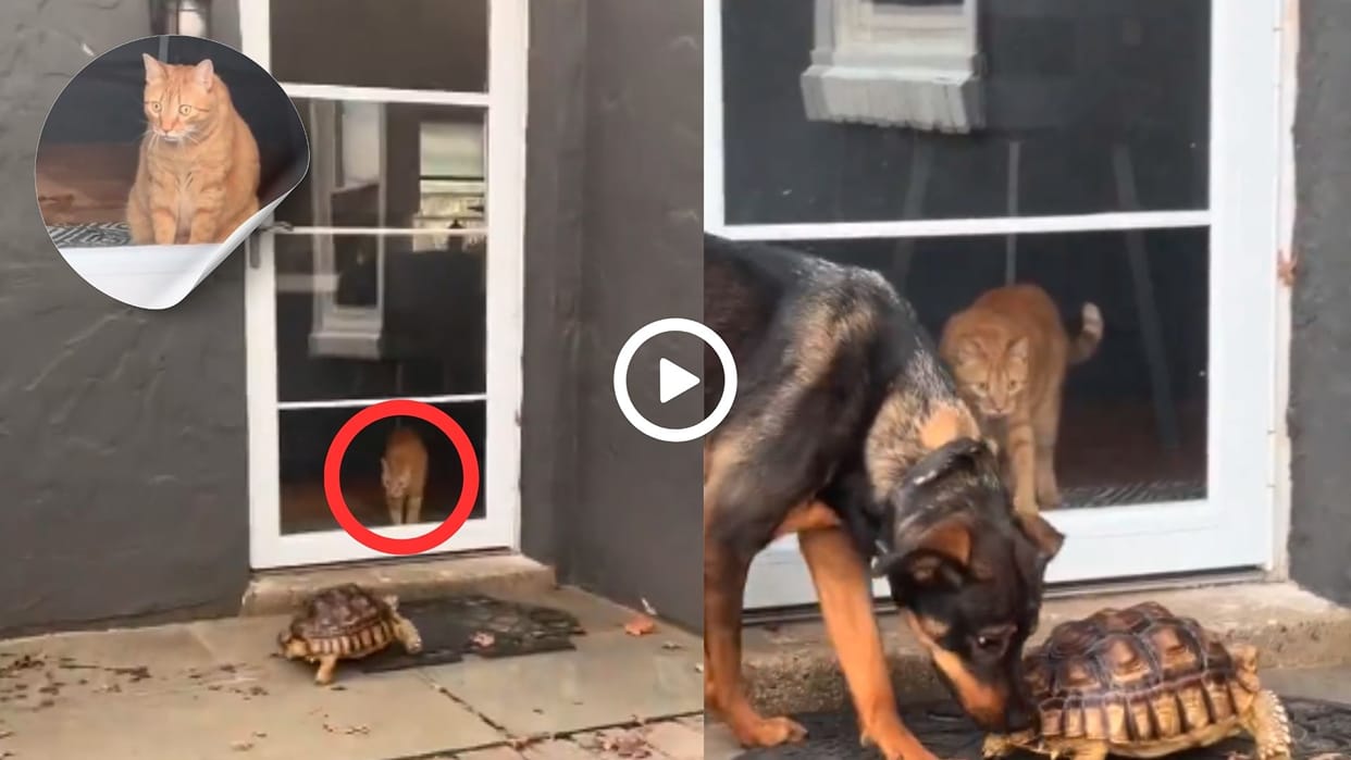 cat kept staring at the turtle video went viral in hindi