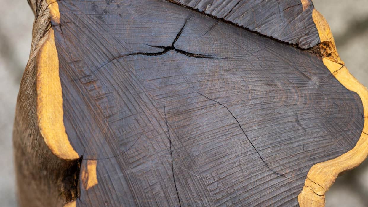 World Most Expensive Wood Price Check Costs Lakhs Per Kilo Know Facts Behind african blackwood