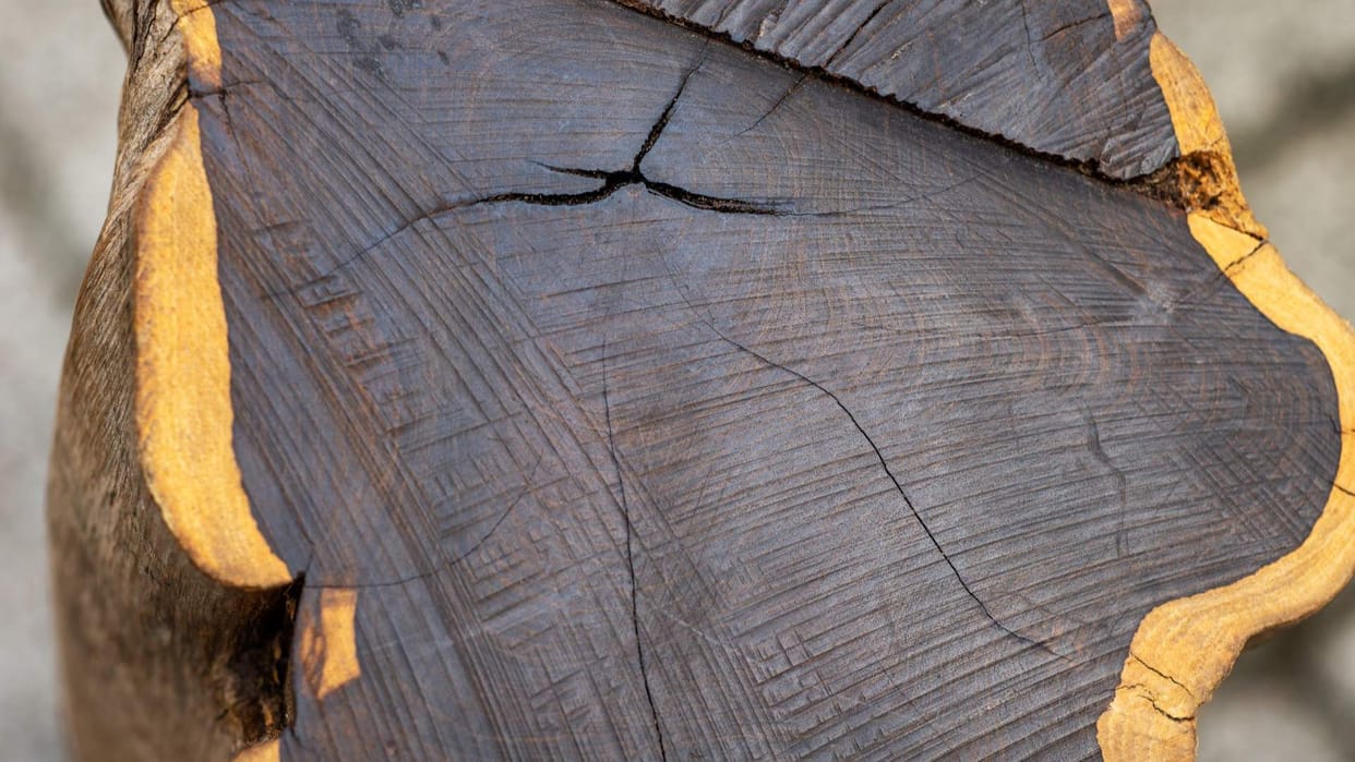 World Most Expensive Wood Price Check Costs Lakhs Per Kilo Know Facts Behind african blackwood