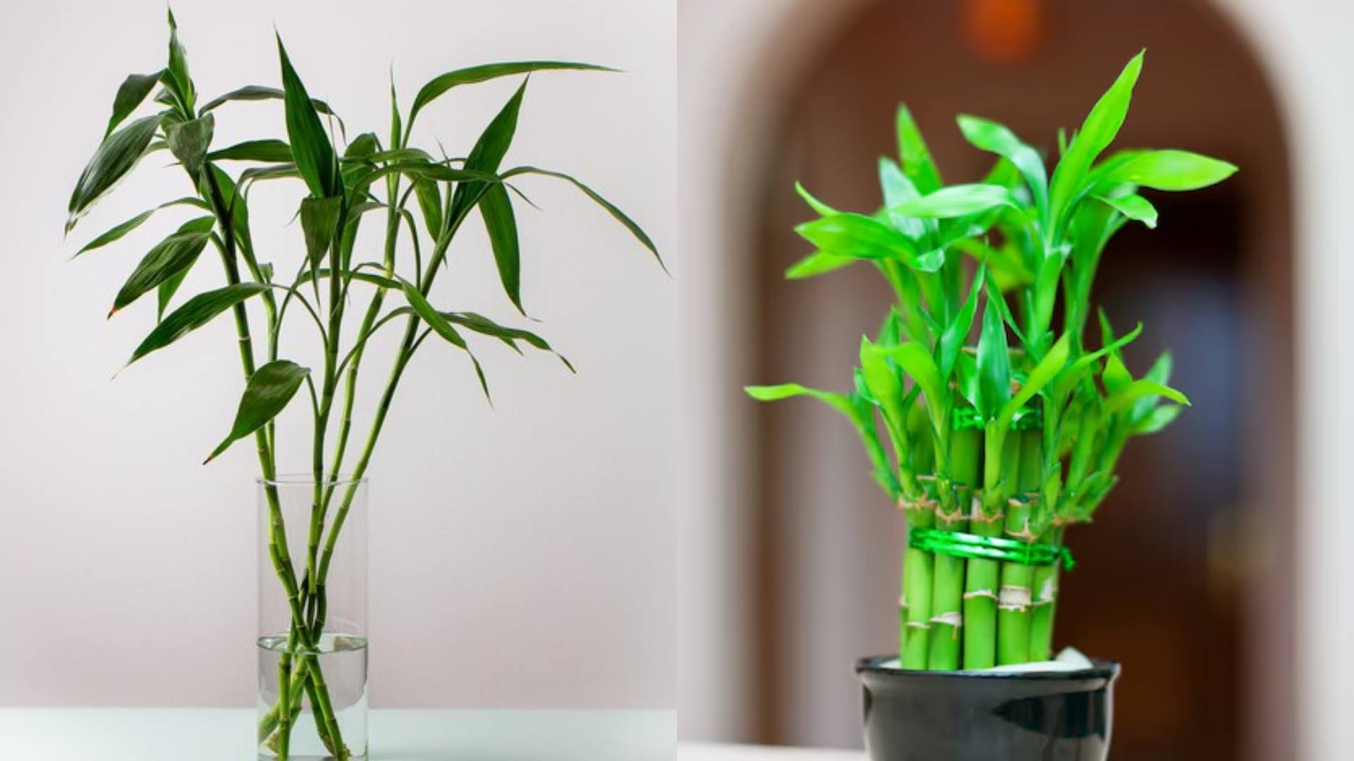 Vastu Tips Planting these plants at home will eliminate financial problems and bring happiness Know here