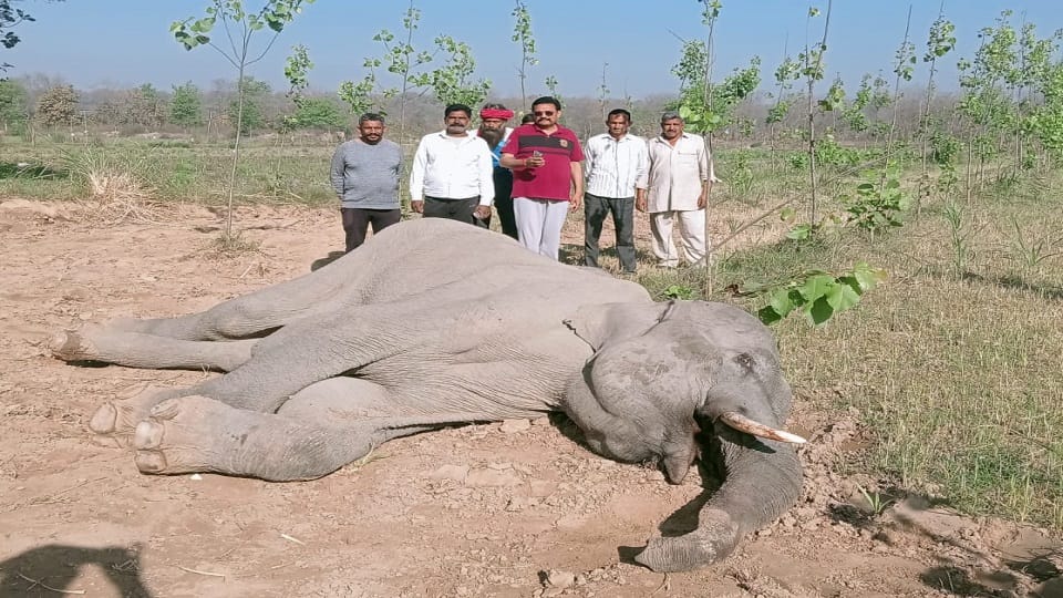 Elephant died in Jaspur udham singh nagar