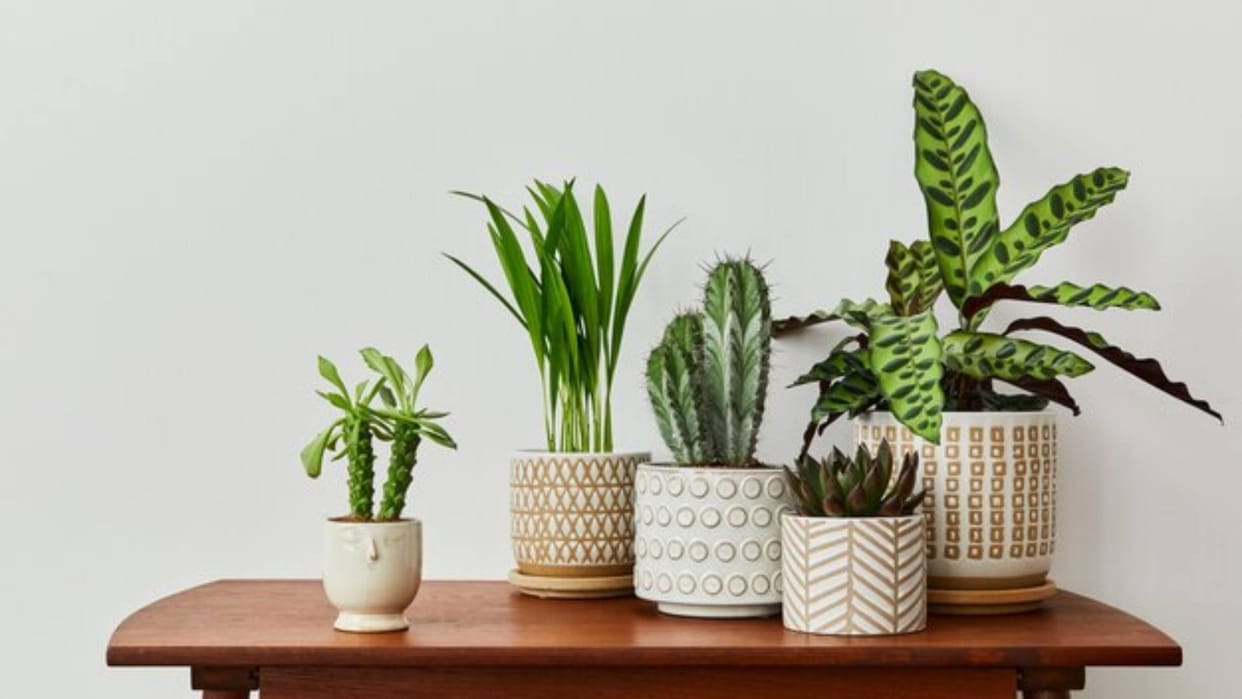 Vastu Tips Planting these plants at home will eliminate financial problems and bring happiness Know here