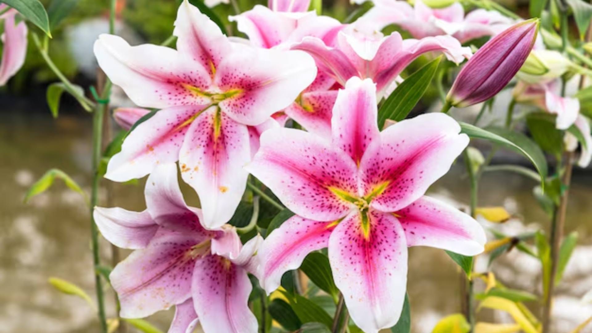 Vastu Tips Planting these plants at home will eliminate financial problems and bring happiness Know here