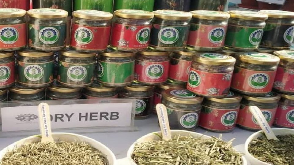 Central Institute of Medicinal and Aromatic Plants has developed two special species of Rosemary and Oregano