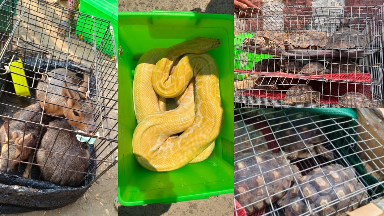 Assam Rifles: Arrested many people and freed many animals, getting praise from all sides