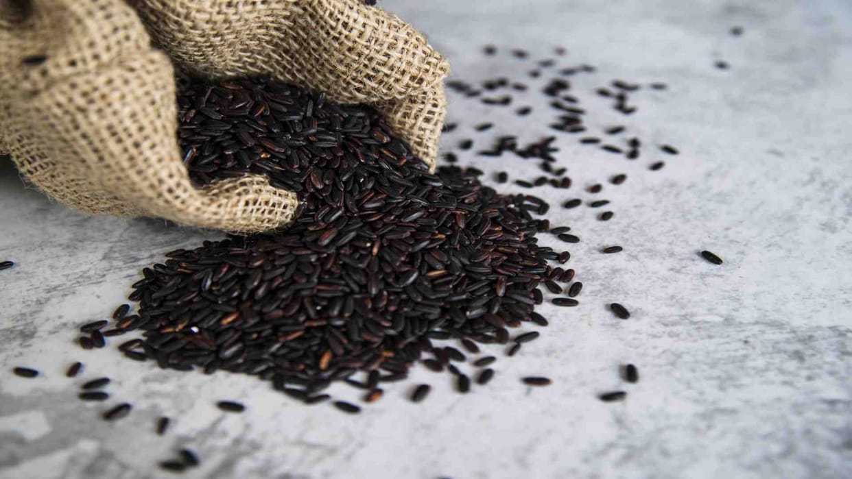 Black wheat rich in various types of medicinal properties is being cultivated in Abu Road,