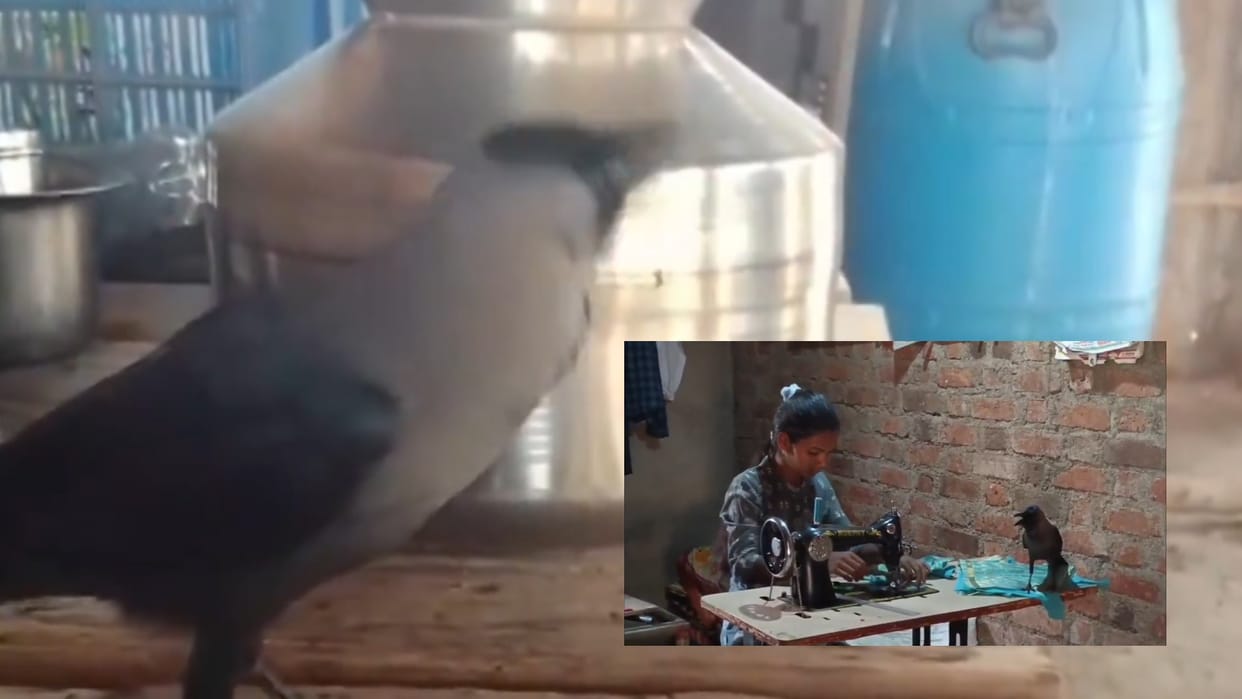 talking crow marathi mimics human speech talking crow viral video unique bird story