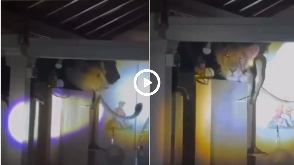 lion spotted sitting on kitchen wall gujrat video went viral in hindi