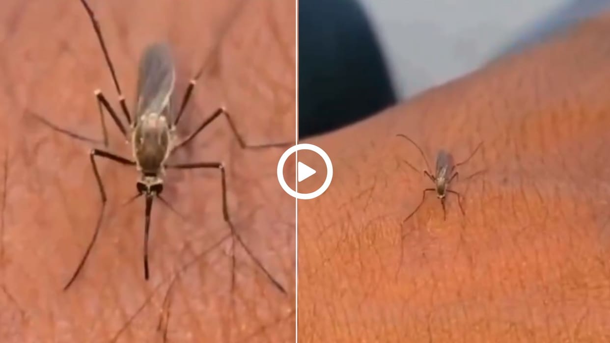 mosquito kept sitting on the person's wrist and could not suck blood trying many times in hindi