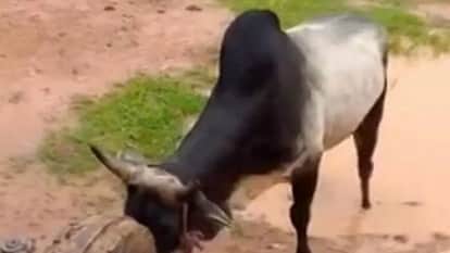 Bull Attacks Girl Playing Outside Home in Bareilly