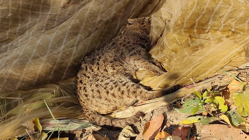 Rare fishing cat seen in the forests of Uttarakhand