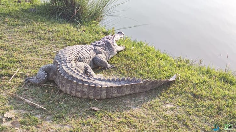Crocodile Dragged Man Away In Front Of His Son In Lakhimpur Kheri – Amar Ujala Hindi News Live
