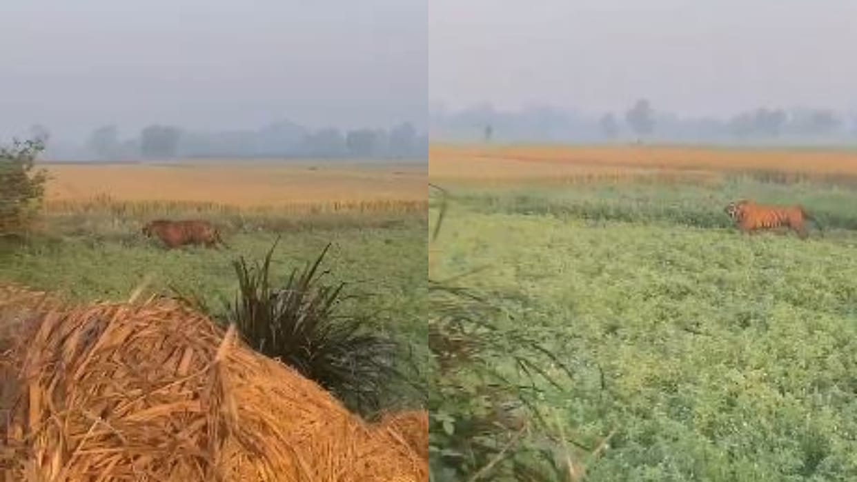 Tiger reached near the village people made noise and chased it away in Pilibhit