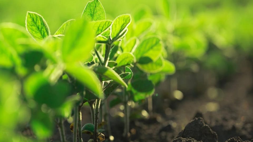 Kailash of Kundeshwari grew a profitable crop by doing organic farming